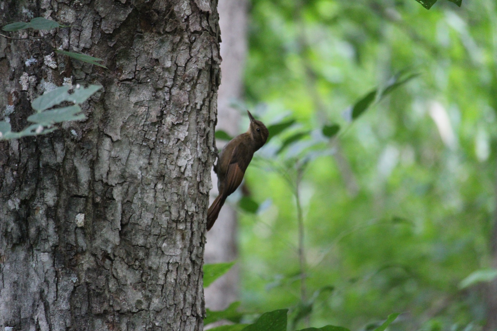 Tawny-winged Woodcreeper (Dendrocincla anabatina)
