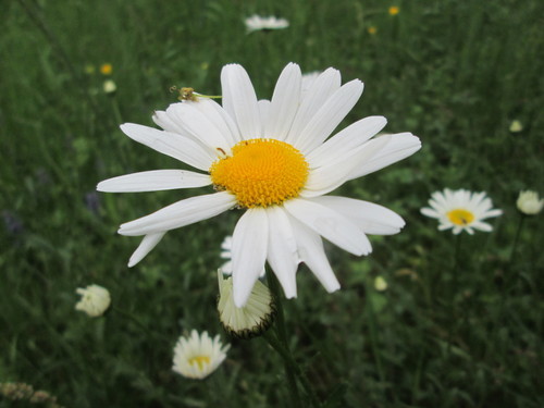 Leucanthemum vulgare