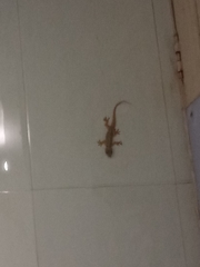 Hemidactylus flaviviridis