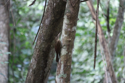 ivory-billed woodcreeper (Xiphorhynchus flavigaster)