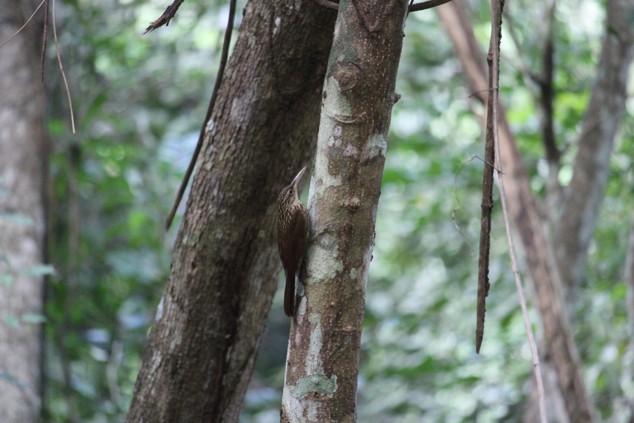 Ivory-billed Woodcreeper (Xiphorhynchus flavigaster)