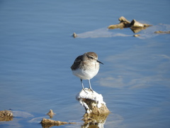 Calidris minutilla