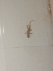 Hemidactylus flaviviridis