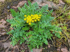 Lomatium hallii