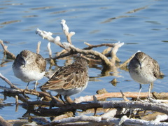 Calidris minutilla