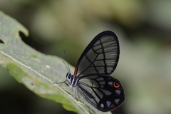 Pseudohaetera mimica