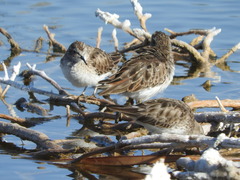 Calidris minutilla