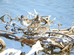 Calidris minutilla
