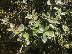 Archidasyphyllum diacanthoides