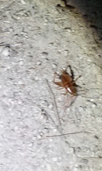 Ceuthophilus hesperus