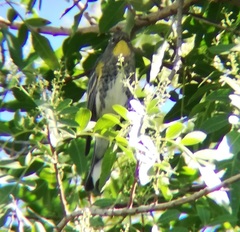 Setophaga coronata auduboni