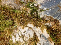 Orthothecium rufescens