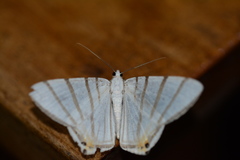 Opisthoxia metargyria