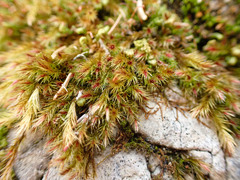 Orthothecium rufescens