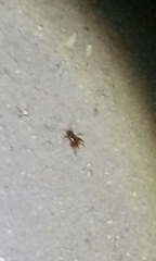 Ceuthophilus hesperus