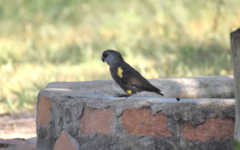 Poicephalus rueppellii