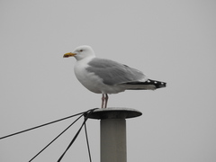 Larus argentatus