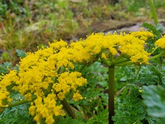 Lomatium hallii