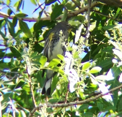 Setophaga coronata auduboni