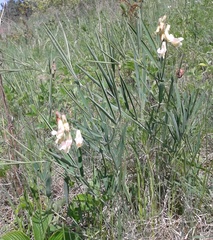 Lathyrus pannonicus