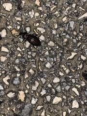 Carabus rugosus celtibericus