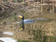 Phalacrocorax carbo