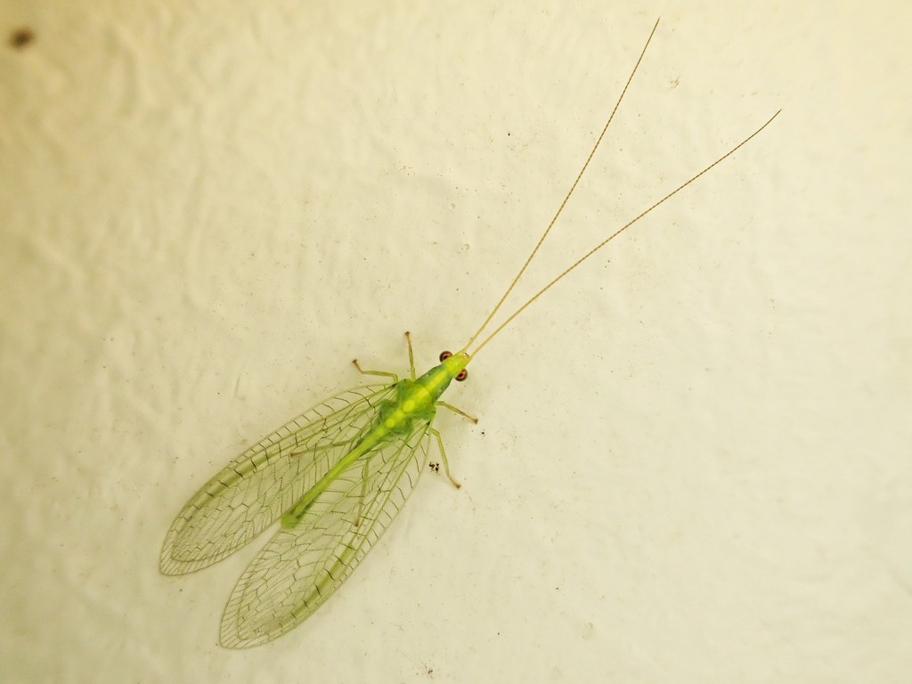 Green lacewing