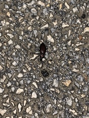 Carabus rugosus celtibericus