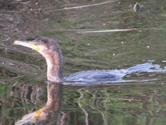 Phalacrocorax carbo