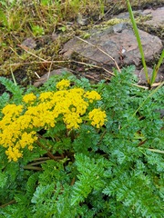 Lomatium hallii