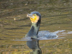 Phalacrocorax carbo