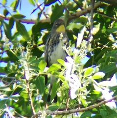 Setophaga coronata auduboni