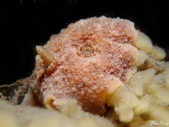 Geitodoris planata