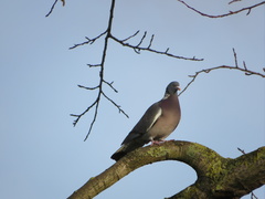 Columba palumbus