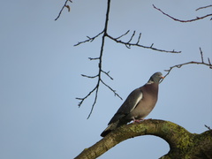 Columba palumbus