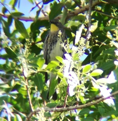 Setophaga coronata auduboni