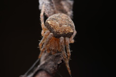 Araneus triguttatus