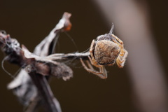 Araneus triguttatus