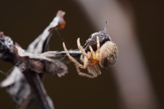 Araneus triguttatus