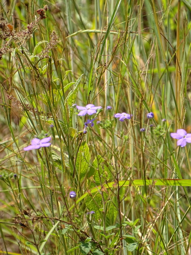 Image of Jamesbrittenia grandiflora by (c) Shaun Swanepoel, some rights reserved (CC BY)