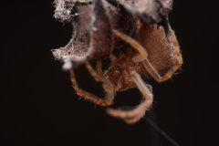 Araneus triguttatus