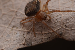 Araneus triguttatus