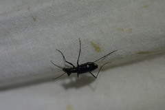Odontochilina