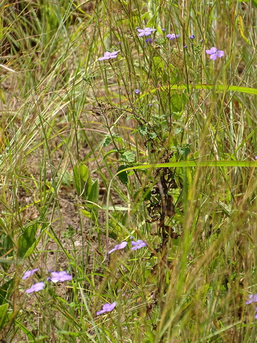 Image of Jamesbrittenia grandiflora by (c) Shaun Swanepoel, some rights reserved (CC BY)
