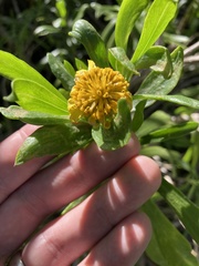Borrichia arborescens