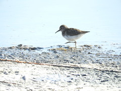 Calidris minutilla