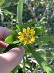 Borrichia arborescens