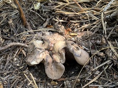 Phellodon violascens