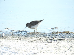Calidris minutilla