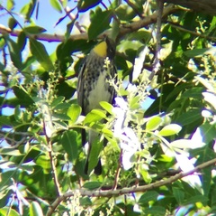 Setophaga coronata auduboni
